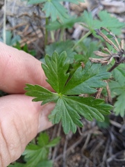 Potentilla argentea