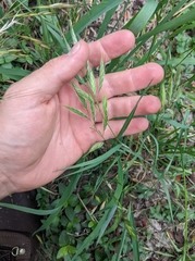 Bromus lanceolatus