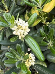 Pittosporum tobira