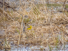 Motacilla flava lutea