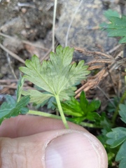Potentilla argentea
