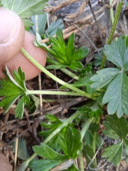Potentilla argentea
