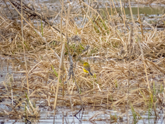 Motacilla flava lutea