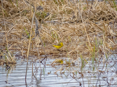 Motacilla flava lutea