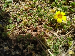 Oxalis