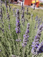 Lavandula angustifolia