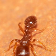 Tetramorium meridionale