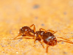 Tetramorium meridionale