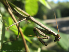 Pseudovates iheringi