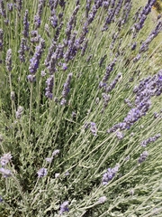 Lavandula angustifolia