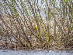 Motacilla flava lutea