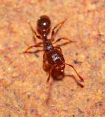 Tetramorium meridionale