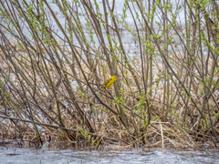 Motacilla flava lutea