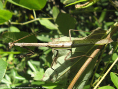 Pseudovates iheringi