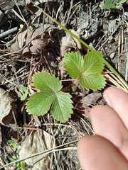 Fragaria vesca