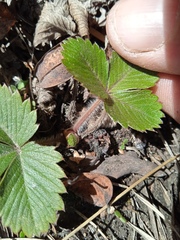 Fragaria vesca