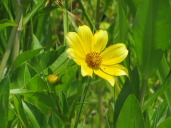 Bidens laevis