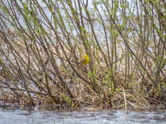 Motacilla flava lutea