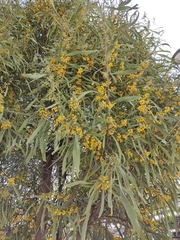 Acacia retinodes