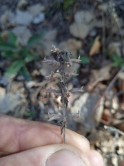 Veronica spicata