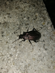 Carabus rugosus
