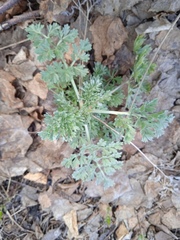 Artemisia absinthium