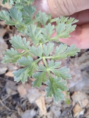 Artemisia absinthium