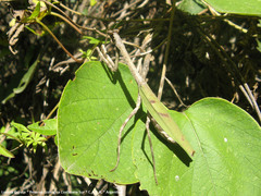 Pseudovates iheringi