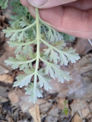 Artemisia absinthium