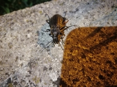 Carabus rugosus
