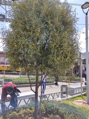 Acacia retinodes