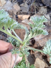 Artemisia absinthium