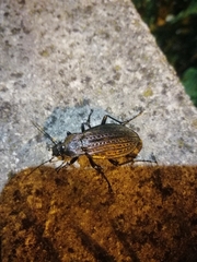 Carabus rugosus