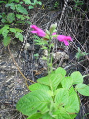 Salvia chiapensis