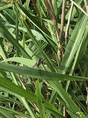 Anisoptera