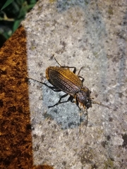 Carabus rugosus