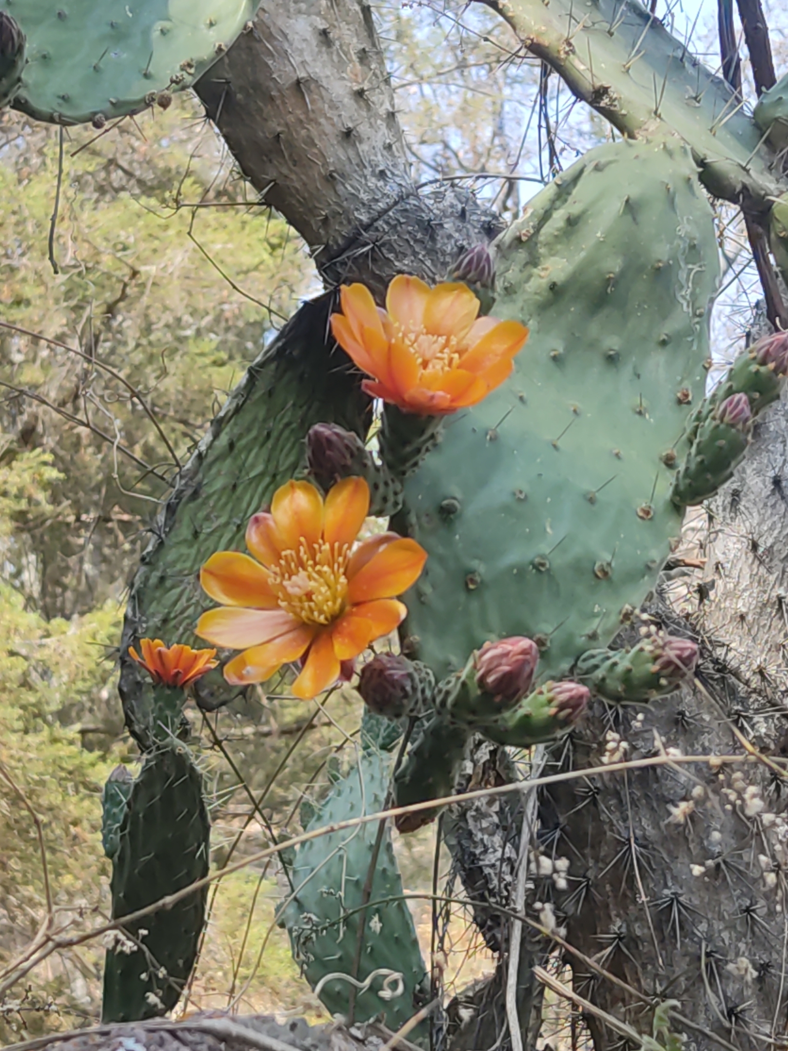 Opuntia lasiacantha