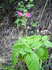 Salvia chiapensis