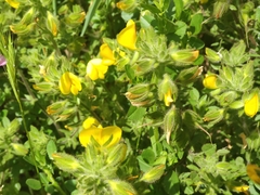 Ononis pubescens