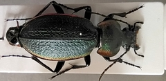 Carabus excellens