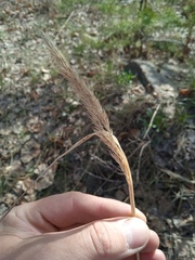 Calamagrostis arundinacea