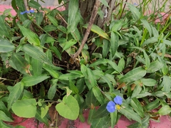 Commelina erecta