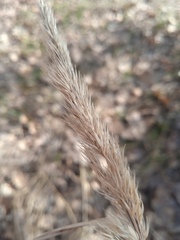 Calamagrostis arundinacea