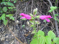 Salvia chiapensis