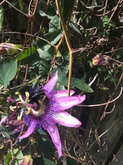 Passiflora amethystina × caerulea