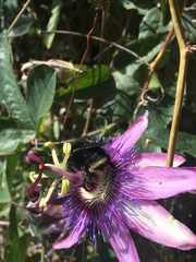 Passiflora amethystina × caerulea