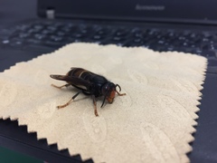 Vespa velutina
