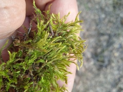 Climacium dendroides