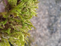 Climacium dendroides