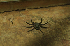 Selenops mexicanus